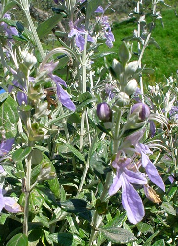 Fiori di primavera